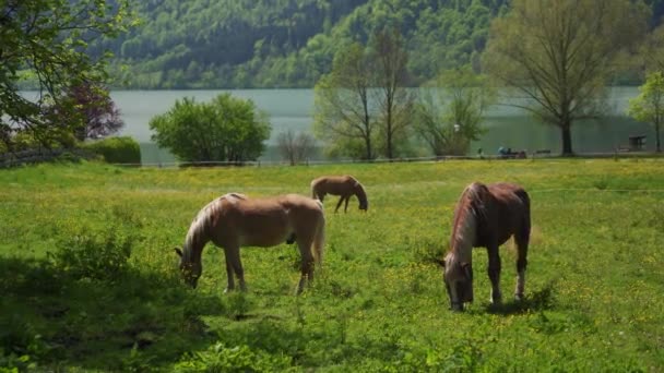 Caballos marrones pastan en prado alpino verde. Paisaje rural escénico lago Tegernsee — Vídeos de Stock