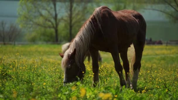 Gyönyörű barna lovak legelnek zöld rét a gazdaságban a tó Tegernsee, Alpok — Stock videók