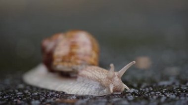 Yağmurlu bir günde asfalt yolda sürünen bir salyangoz. makro çekim