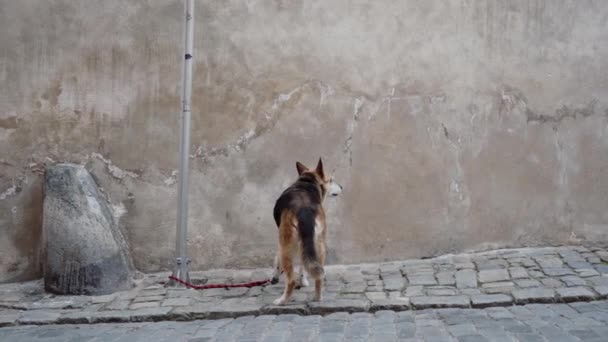 Порода собак Шепард на поводке привязана к столбу на мощеной улице в ожидании владельца — стоковое видео