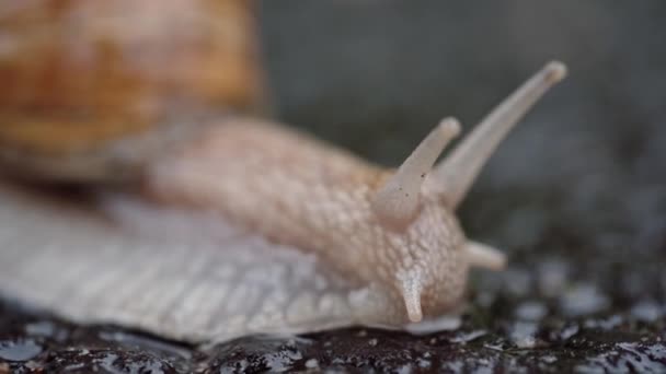 Schnecke überquert die Straße. Gesicht mit zurückziehendem Auge. Nahaufnahme — Stockvideo