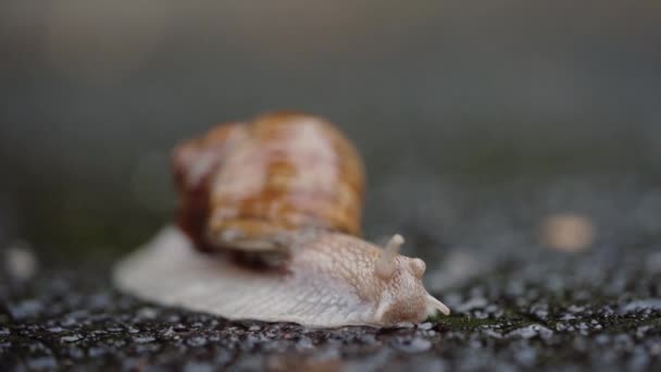 Verano día lluvioso caracol en busca de comida. Caracol está cruzando la calle — Vídeo de stock