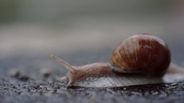 Gros plan. Escargot rampant sur la route asphaltée humide un jour de pluie 