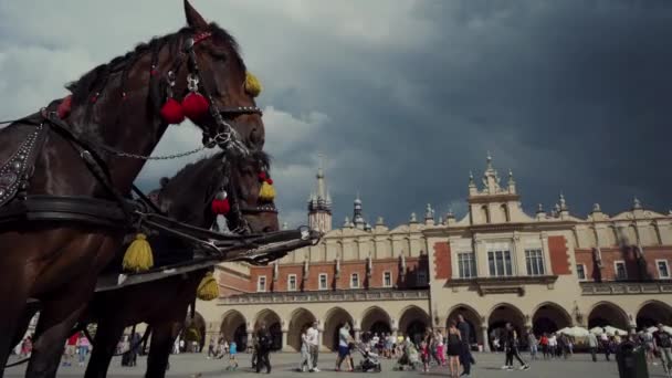 Cavalos com carruagens puxadas a cavalo na velha praça em Cracóvia. roupas tradicionais — Vídeo de Stock