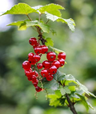 Bahçe closeup asılı kırmızı olgun akımları