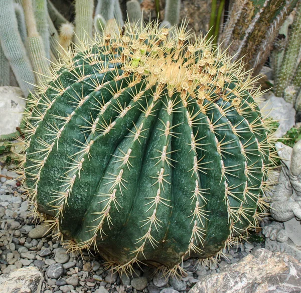 Muster von grünem Kaktus Hintergrund — Stockfoto