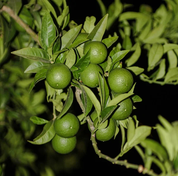 Frische grüne Orangen am Baum — Stockfoto