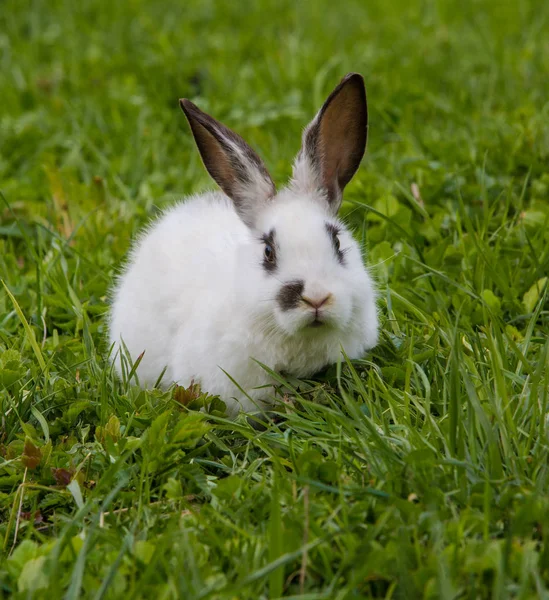 Bonito coelho branco comendo folha de manjericão . — Fotografia de Stock