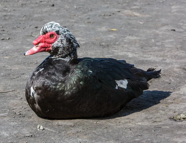 Amerikanische schwarze Ente steht auf dem Eis.pazifische schwarze Ente — Stockfoto