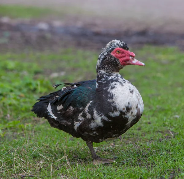 Tichomoří black duck ve svěží zelené trávě — Stock fotografie