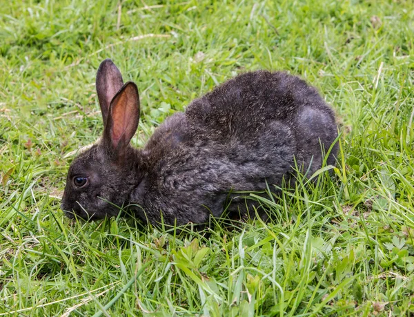 Conejo bebé divertido con una zanahoria en la hierba —  Fotos de Stock