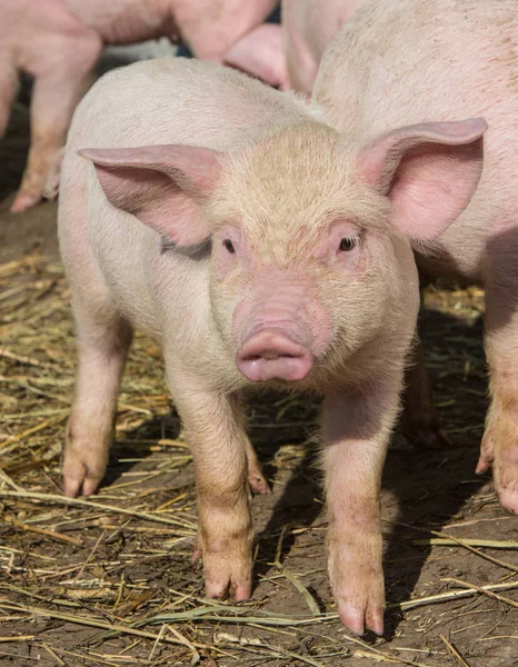 Lovely little pigs graze on organic farm