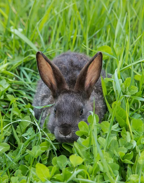 El conejo gris sobre una hierba verde —  Fotos de Stock
