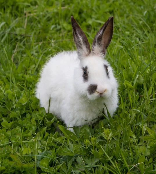 Hermoso conejito blanco sobre hierba verde —  Fotos de Stock