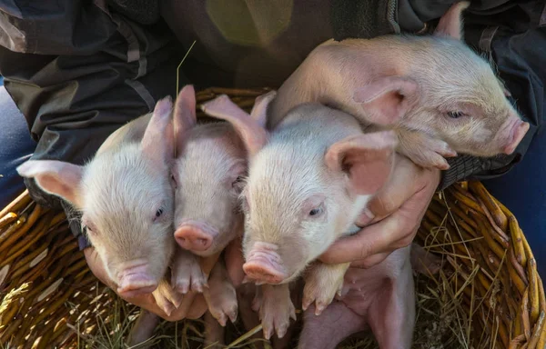 Cerdo pequeño en una granja — Foto de Stock