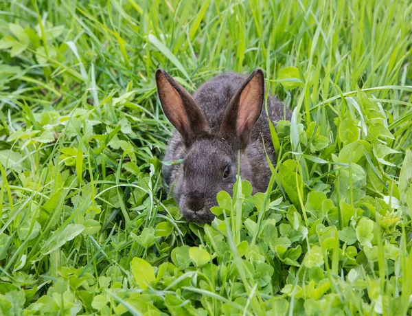 Conejo negro en hierba verde —  Fotos de Stock