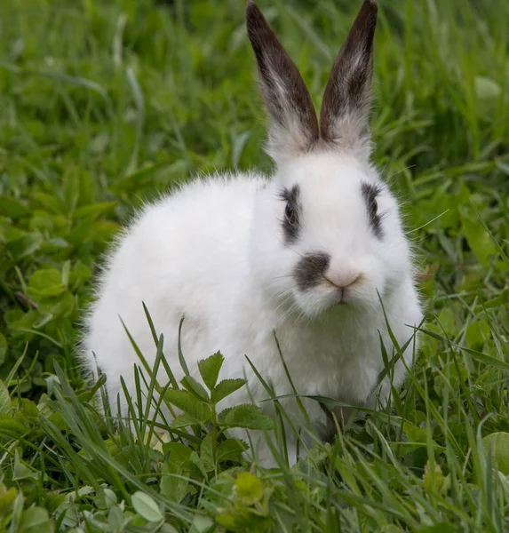 Una vista de un conejo blanco sobre una hierba verde —  Fotos de Stock
