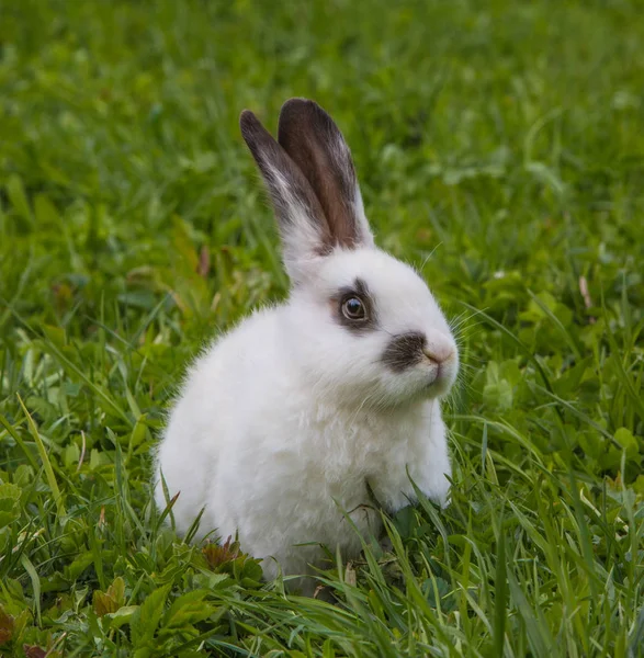 Una vista de un conejo blanco sobre una hierba verde — Foto de Stock