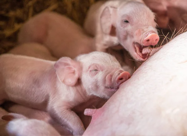 Little Pig sleeping after eating milk from mother pig finished — Stock Photo, Image