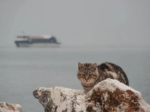 Gato salvaje sobre una roca — Foto de Stock