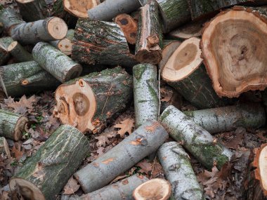 kahverengi ağaç gövdeleri yığını