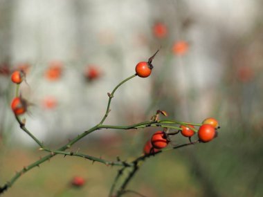 Görüntü arka plan ile kırmızı meyveler