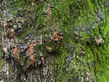 Kabuk moss ile yakından