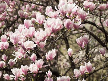 Ağaç üzerinde pembe bahar çiçekleri