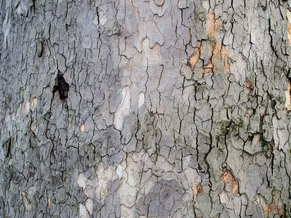 Casca rachada de uma árvore — Fotografia de Stock