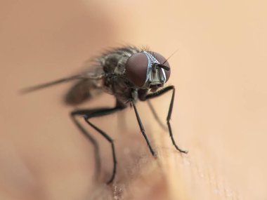 Makro ahşap üzerine sinek