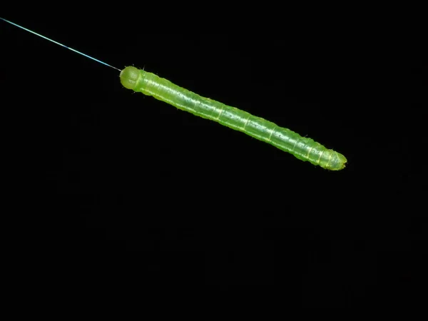 Zijderupsen weeft de draad — Stockfoto