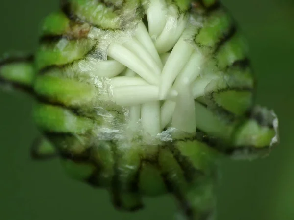 Bourgeon marguerite avec fond vert — Photo