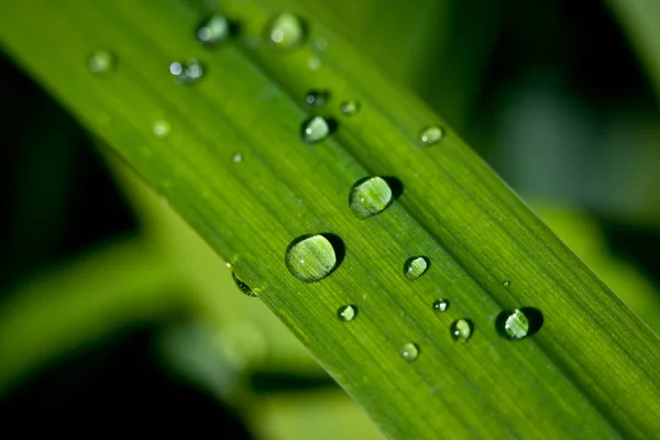 Капли воды на листьях — стоковое фото