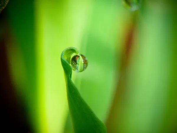 Droplet makro na zeleném pozadí — Stock fotografie