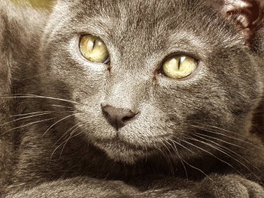 Portrate bir Korat kedi