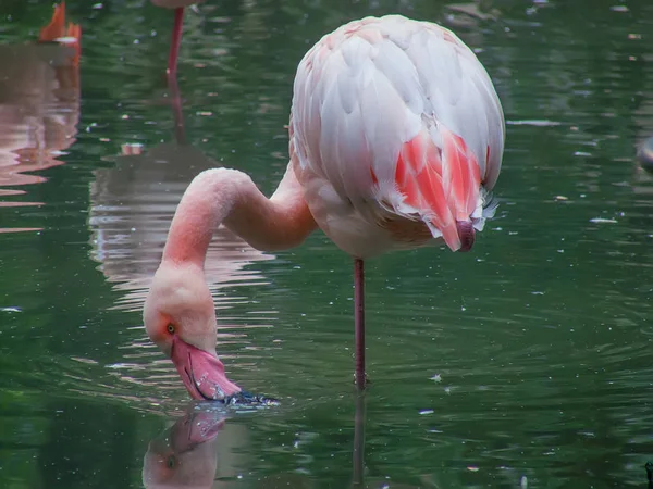 Один фламинго в воде — стоковое фото