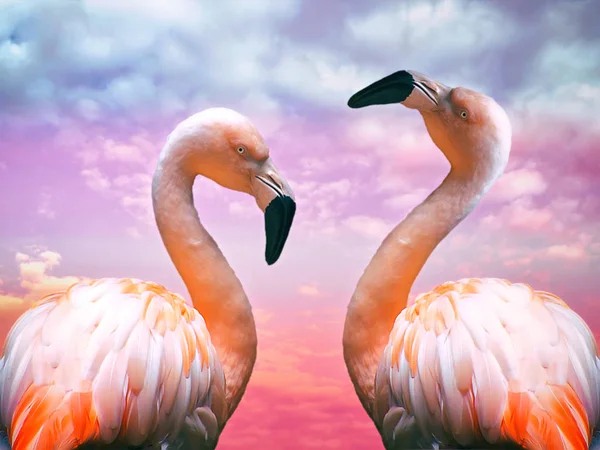 Два фламинго и живописное небо — стоковое фото