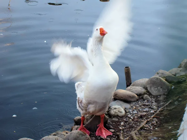 Weiße Gans flattert mit den Flügeln — Stockfoto