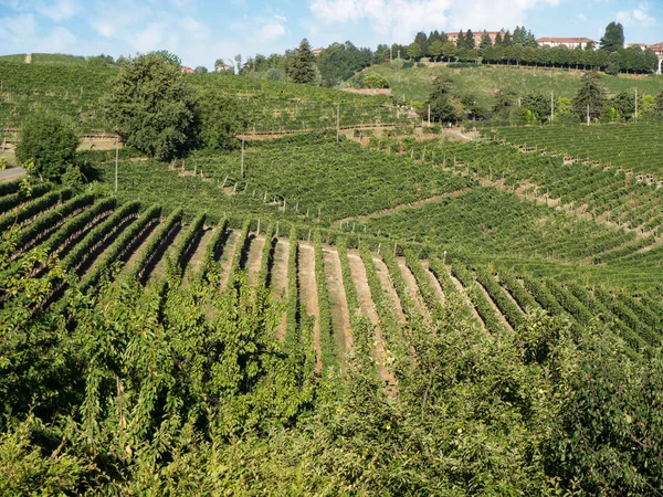 Viñedos de Monferrato con cielo azul — Foto de Stock