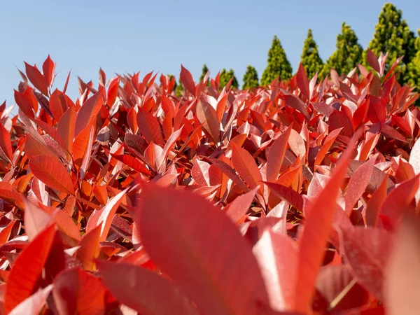 Rote Blätter Bäume und grüne Natur — Stockfoto