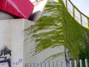 gri bir duvar yeşil sarmaşık