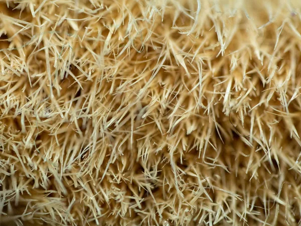 Macro of brush bristles — 스톡 사진