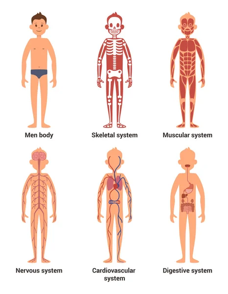 Body anatomy of men. Nerves and muscular systems, heart and other organs. Vector illustration set — Stock Illustration Body anatomy of men. Nerves and muscular systems, heart and other organs. Vector illustration set Stock Illustration