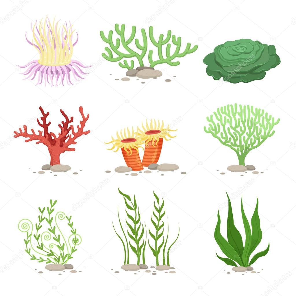 Vector set of underwater plants. Funny illustrations in cartoon style