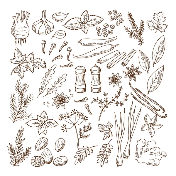 Hand drawn illustrations of different herbs and spices. Vector pictures set isolate on white — Stock Illustration Hand drawn illustrations of different herbs and spices. Vector pictures set isolate on white Vector Graphics