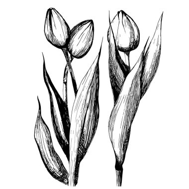 Üç Lale grafik, vektör çizim çizimi