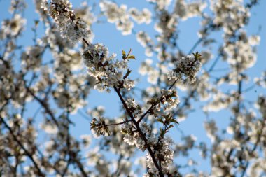 ağaç çiçeği bahar