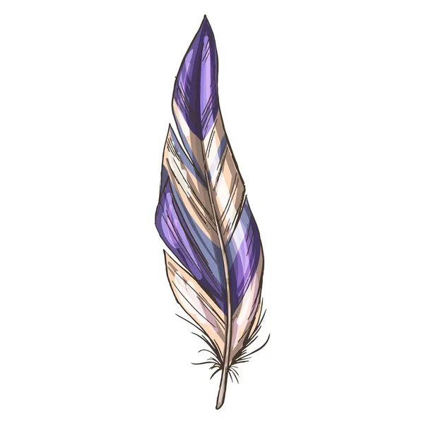 Pluma colorida y detallada de pájaro beige y violeta, aislada sobre fondo blanco. Ilustración vectorial . — Archivo Imágenes Vectoriales