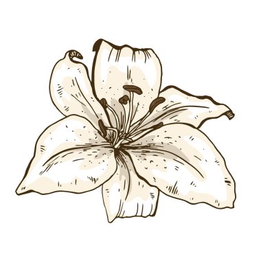 Lily çiçek el izole üzerinde beyaz arka plan çekilmiş. Vektör çizim.