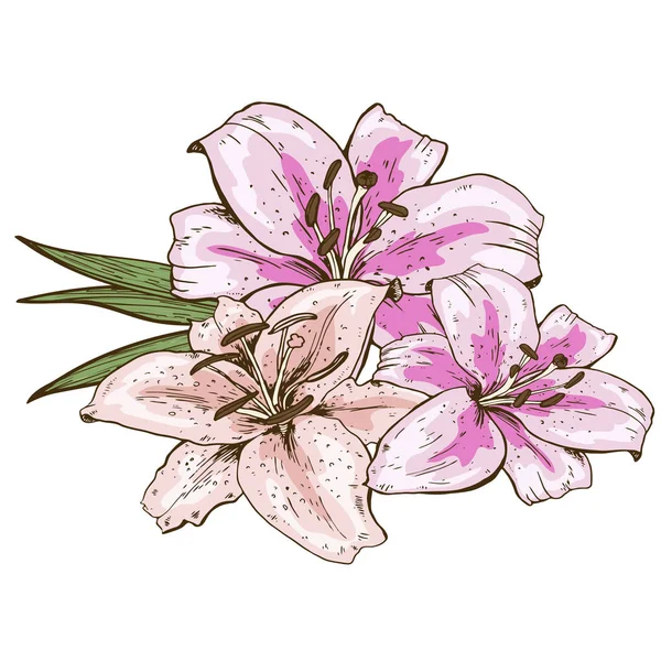 Bouquet of three pink lily flowers hand drawn isolated on white background. Vector illustration. — Stock Vector
